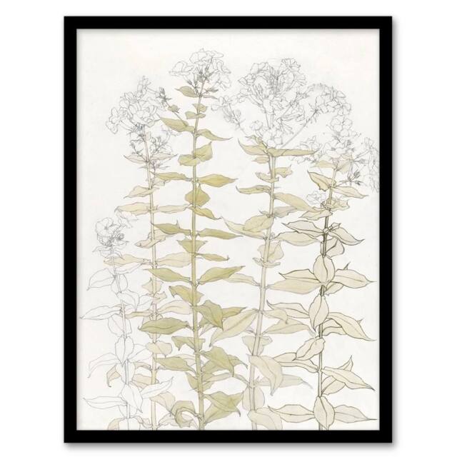 Artery8 Julie de Graag Framed Wall Art Print Phlox Colour Sketch of Flowers in White - Size: A4 - image 1