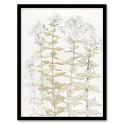 Artery8 Julie de Graag Framed Wall Art Print Phlox Colour Sketch of Flowers in White - Size: A4 - thumbnail 1