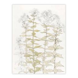 Artery8 Julie de Graag Framed Wall Art Print Phlox Colour Sketch of Flowers in White - Size: A4 - thumbnail 3