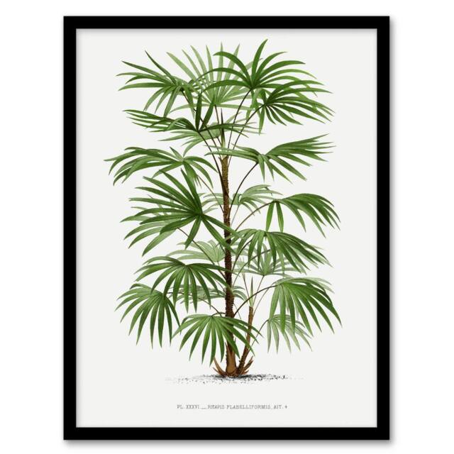 "Artery8 Rhapis Flabelliformis Palm Tree Kerchove Framed Wall Art Print in White - Size: W12"" x H16""" - image 1