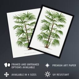 "Artery8 Rhapis Flabelliformis Palm Tree Kerchove Framed Wall Art Print in White - Size: W12"" x H16""" - thumbnail 2