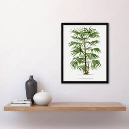 "Artery8 Rhapis Flabelliformis Palm Tree Kerchove Framed Wall Art Print in White - Size: W12"" x H16""" - thumbnail 4