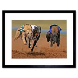 "Artery8 Greyhound Sing Running Dog Track Sport Photo 12x16"" Framed Art Print in Brown - Size: W12"" x H16""" - thumbnail 1