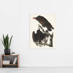 "Artery8 Turkey Buzzard Vulture Audubon Nature Wall Art Print Poster in White - Size: W18"" x H24""" - thumbnail 4