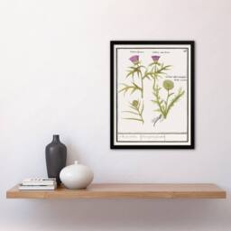 Artery8 Anselmus de Boodt Thistle & Artichoke Flowers Framed Wall Art Print in White - Size: A4 - thumbnail 2