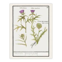 Artery8 Anselmus de Boodt Thistle & Artichoke Flowers Framed Wall Art Print in White - Size: A4 - thumbnail 3