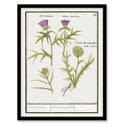 Artery8 Anselmus de Boodt Thistle & Artichoke Flowers Framed Wall Art Print in White - Size: A4 - thumbnail 1