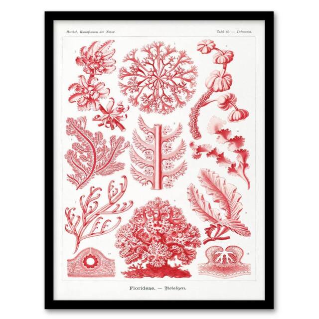 Artery8 Ernst Haeckel Framed Wall Art Print Florideophyceae Red Algae in White - Size: A4 - image 1