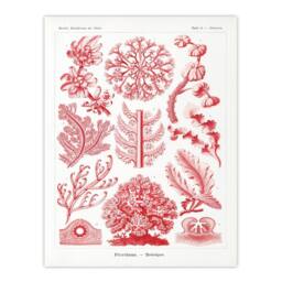 Artery8 Ernst Haeckel Framed Wall Art Print Florideophyceae Red Algae in White - Size: A4 - thumbnail 3