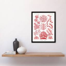 Artery8 Ernst Haeckel Framed Wall Art Print Florideophyceae Red Algae in White - Size: A4 - thumbnail 2
