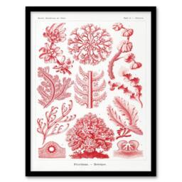 Artery8 Ernst Haeckel Framed Wall Art Print Florideophyceae Red Algae in White - Size: A4 - thumbnail 1