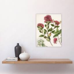 "Artery8 New Zealand Rata Flowers Illustration Featon Wall Art Poster Print in Beige - Size: W24"" x H32""" - thumbnail 4