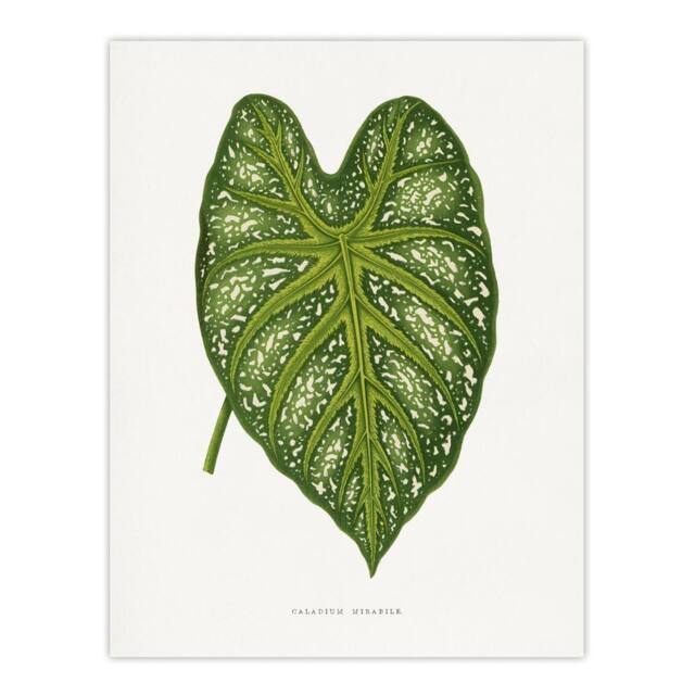 "Artery8 AF Lydon Benjamin Fawcett Caladium Mirabile Leaf Wall Art Print in White - Size: W12"" x H16""" - image 1