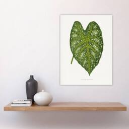 "Artery8 AF Lydon Benjamin Fawcett Caladium Mirabile Leaf Wall Art Print in White - Size: W12"" x H16""" - thumbnail 4