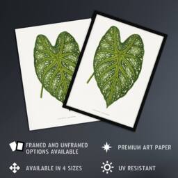 "Artery8 AF Lydon Benjamin Fawcett Caladium Mirabile Leaf Wall Art Print in White - Size: W12"" x H16""" - thumbnail 2