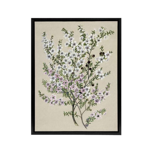 "Artery8 New Zealand Manuka Flowering Plant Featon Framed Canvas Wall Art Print in Beige - Size: W12"" x H16""" - image 1