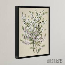 "Artery8 New Zealand Manuka Flowering Plant Featon Framed Canvas Wall Art Print in Beige - Size: W12"" x H16""" - thumbnail 2