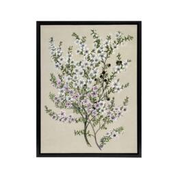 "Artery8 New Zealand Manuka Flowering Plant Featon Framed Canvas Wall Art Print in Beige - Size: W12"" x H16""" - thumbnail 1