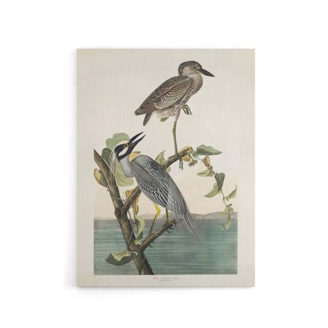 "Artery8 Yellow Crowned Heron Audubon Nature Canvas Wall Art in White - Size: W18"" x H24""" - image 1