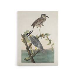 "Artery8 Yellow Crowned Heron Audubon Nature Canvas Wall Art in White - Size: W18"" x H24""" - thumbnail 1