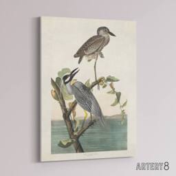 "Artery8 Yellow Crowned Heron Audubon Nature Canvas Wall Art in White - Size: W18"" x H24""" - thumbnail 2