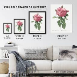 "Artery8 Giant Gallica Rose Floral Redoute Vintage Wall Art Print Poster in White - Size: W12"" x H16""" - thumbnail 3