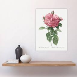 "Artery8 Giant Gallica Rose Floral Redoute Vintage Wall Art Print Poster in White - Size: W12"" x H16""" - thumbnail 4