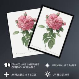 "Artery8 Giant Gallica Rose Floral Redoute Vintage Wall Art Print Poster in White - Size: W12"" x H16""" - thumbnail 2