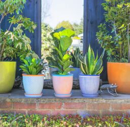 Nicola Spring Hand-Printed Plant Pots with Saucers - 20.5cm - Pack of 3 in Orange - thumbnail 6