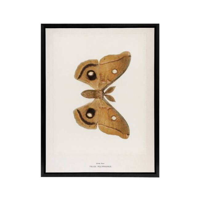 "Artery8 Polyphemus Moth Vintage Illustration Denton Framed Canvas Wall Art in White - Size: W18"" x H24""" - image 1