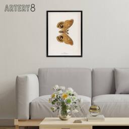 "Artery8 Polyphemus Moth Vintage Illustration Denton Framed Canvas Wall Art in White - Size: W18"" x H24""" - thumbnail 3