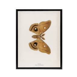 "Artery8 Polyphemus Moth Vintage Illustration Denton Framed Canvas Wall Art in White - Size: W18"" x H24""" - thumbnail 1