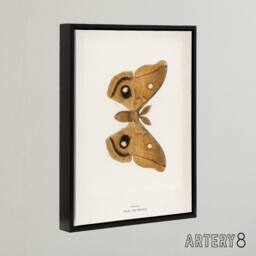 "Artery8 Polyphemus Moth Vintage Illustration Denton Framed Canvas Wall Art in White - Size: W18"" x H24""" - thumbnail 2