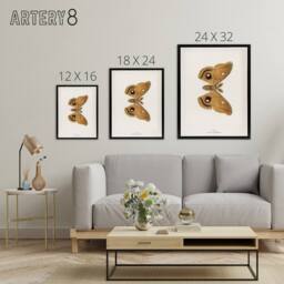 "Artery8 Polyphemus Moth Vintage Illustration Denton Framed Canvas Wall Art in White - Size: W18"" x H24""" - thumbnail 4
