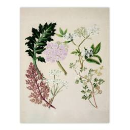 Artery8 Sarah Featon Framed Wall Art New Zealand Ligosticum Latifolium Flowers in Beige - Size: A4 - thumbnail 3