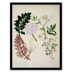 Artery8 Sarah Featon Framed Wall Art New Zealand Ligosticum Latifolium Flowers in Beige - Size: A4 - thumbnail 1