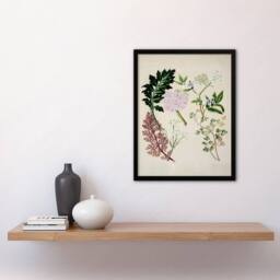 Artery8 Sarah Featon Framed Wall Art New Zealand Ligosticum Latifolium Flowers in Beige - Size: A4 - thumbnail 2