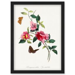 Artery8 Bougainvillea Pretty Pink Floral Vine Bloom with Butterflies Vintage Illustration Artwork Framed Wall Art Print A4 in Black - thumbnail 1