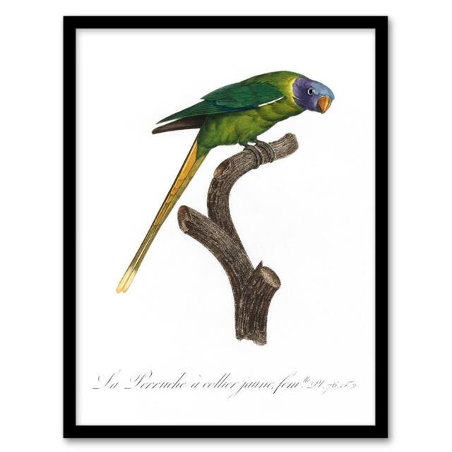 Artery8 Female Plum Headed Parakeet Levaillant Framed Wall Art Print in White - Size: A4 - image 1