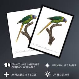 Artery8 Female Plum Headed Parakeet Levaillant Framed Wall Art Print in White - Size: A4 - thumbnail 2