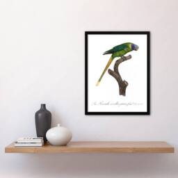 Artery8 Female Plum Headed Parakeet Levaillant Framed Wall Art Print in White - Size: A4 - thumbnail 4