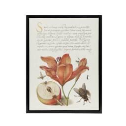 "Artery8 Insects Orange Lily & Apple Calligraphy Framed Canvas Wall Art Print in White - Size: W12"" x H16""" - thumbnail 1