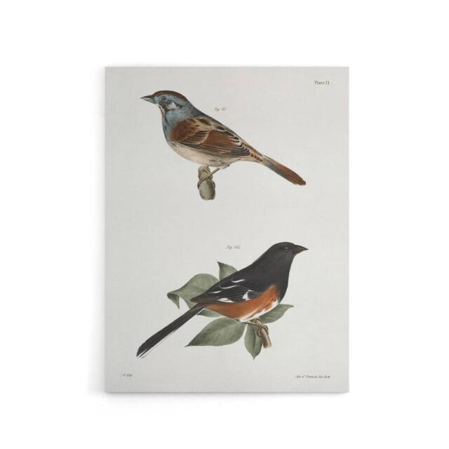 "Artery8 James Ellsworth De Kay Swamp Finch & Chewink Canvas Wall Art Print in White - Size: W12"" x H16""" - image 1