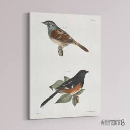 "Artery8 James Ellsworth De Kay Swamp Finch & Chewink Canvas Wall Art Print in White - Size: W12"" x H16""" - thumbnail 2