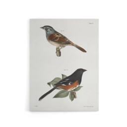 "Artery8 James Ellsworth De Kay Swamp Finch & Chewink Canvas Wall Art Print in White - Size: W12"" x H16""" - thumbnail 1