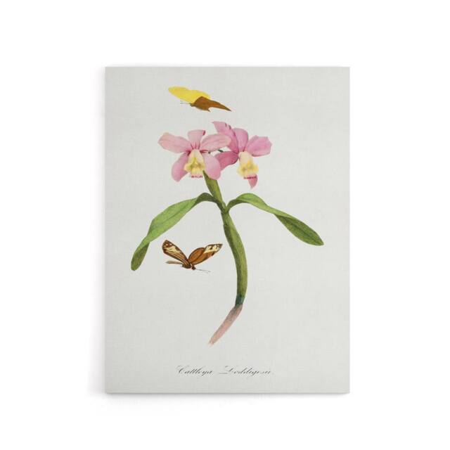 "Artery8 Paul Gervais Cattleya Orchids & Butterflies Canvas Wall Art Print in White - Size: W12"" x H16""" - image 1