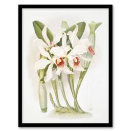 Artery8 Frederick Sander Laelia Euspatha Orchid Flowers Framed Wall Art Print - Size: A4 - thumbnail 1