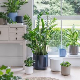 Ivyline Lisbon Planter Powder Blue H26Cm D26Cm- Ceramic- Best Seller- Available from 12cm to 26 cm & 5 colours