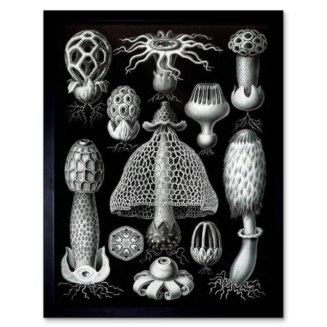 "Artery8 Nature Ernst Haeckel Gus Mushroom Toadstool Biology Germany Framed Art in Black - Size: W12"" x H16""" - image 1