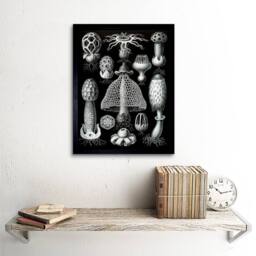 "Artery8 Nature Ernst Haeckel Gus Mushroom Toadstool Biology Germany Framed Art in Black - Size: W12"" x H16""" - thumbnail 2